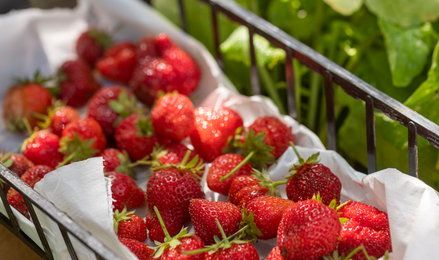 Fraise