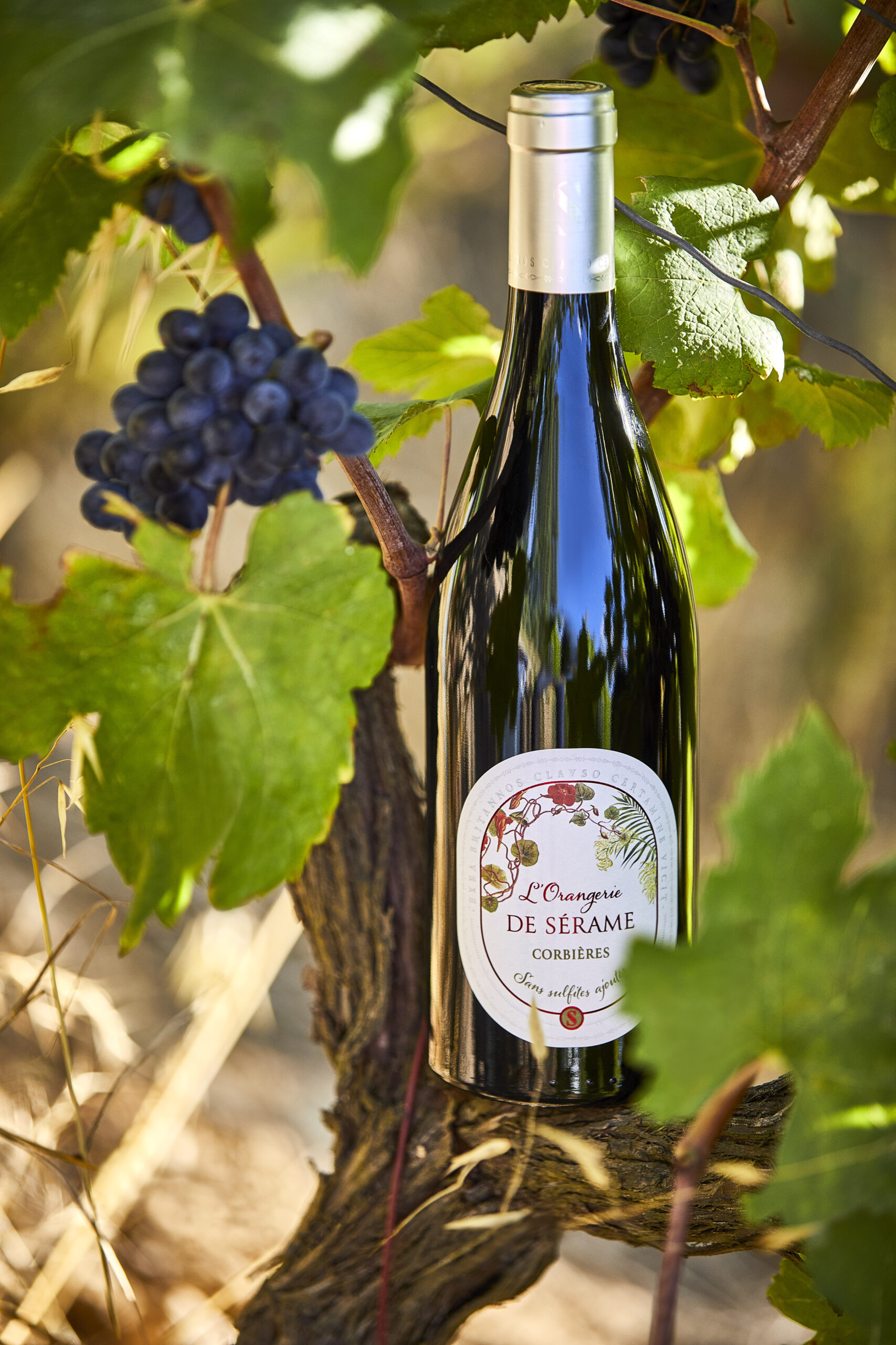VIGNOBLES D’EXEA L’orangerie de Se╠ürame2