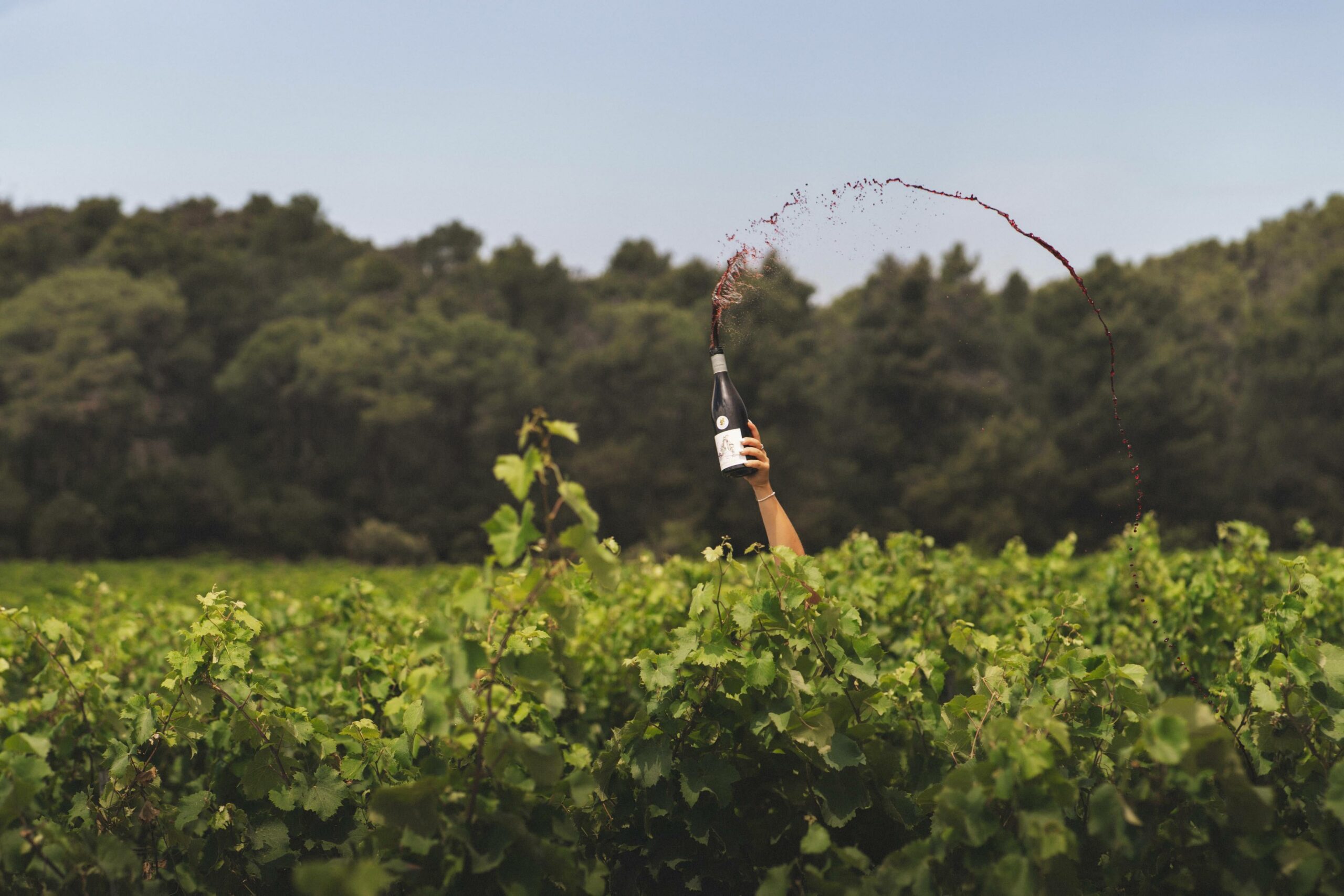 SERAME-SHOOTING-JUIN-2023 vin lezignan corbieres